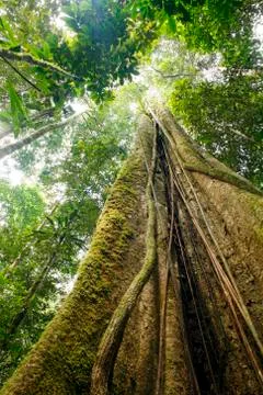 Looking up the trunk of a giant rainforest tree to the canopy, ecuador Stock Photos
