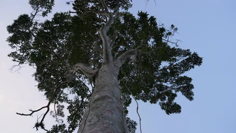 Looking up at the trunk of a large tree Stock Footage 137961259