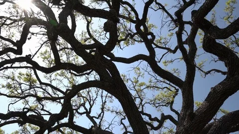 Looking up the trunk of an Oak Tree, Sun Beams Through the Branches Stock Footage 105931645