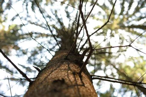 Looking up at Trunk of Pine Tree Stock Photos