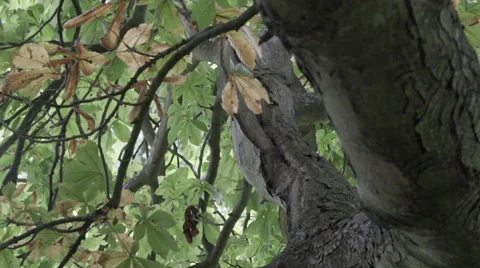 Looking up the trunk of a tree Stock Footage 65493979