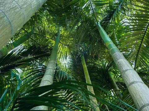 Looking up the trunks towards the canopy from within a cluster of king palms Stock Photos