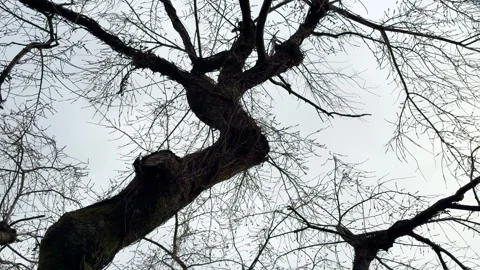 Looking up at twisted bare tree branches against overcast sky in winter. Stock Footage 333106510