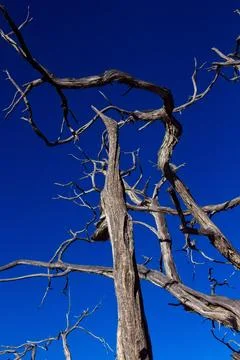 Looking up at a twisted old dead tree. Grand Canyon, Arizona. Stock Photos