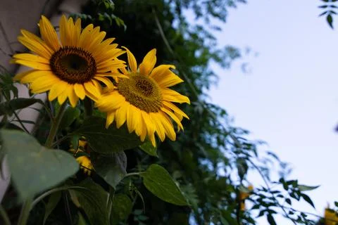 Looking up at two sunflowers Stock Photos