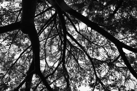 Looking up under branches forking outwards - black and white Stock Photos