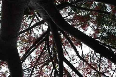 Looking up under branches forking outwards - red leaves Stock Photos