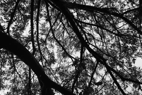 Looking up under branches of tree forking outwards diagonally - black and white Stock Photos