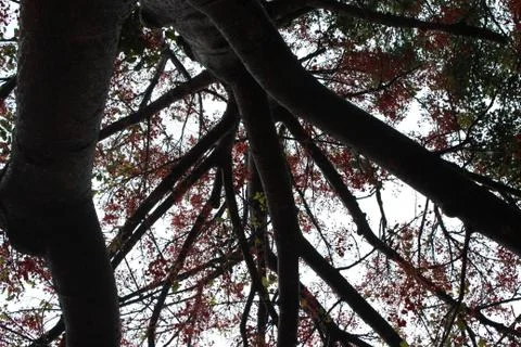 Looking up under branches of tree forking outwards - red leaves Stock Photos