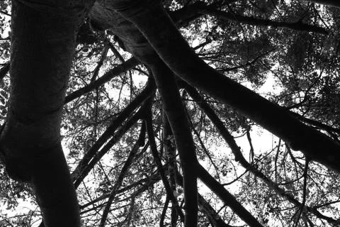 Looking up under tree with branches forking outwards - black and white Stock Photos