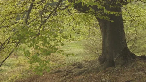 Looking under the tree in the forest. Green leaves and wind Stock Footage 186633096