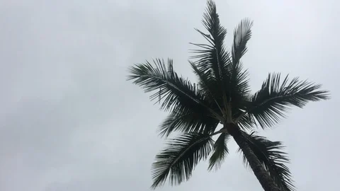 Looking up underneath a palm tree. Stock Footage 91197096