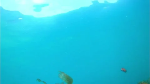 Looking up from underwater view Stock Footage 175474567