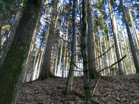 Looking upper hill to the small trees...... Visit  17. from 20 photos Stock Photos