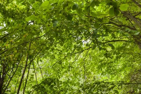 Looking upside down at the trees inside the forest Foto stock
