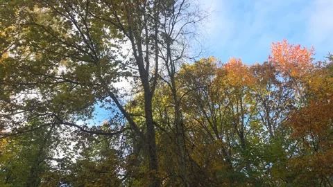 Looking Upward At Intertwined Tree Branches With Autumn Leaves Stock Footage 348698408