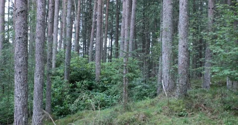 Looking upward at the Pitogowan Forest Stock Footage 158249902