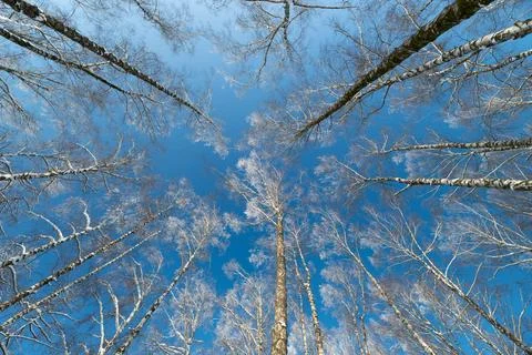 Looking upward symmetrical birch trunks pattern. Thin pale trunks with light  Foto stock