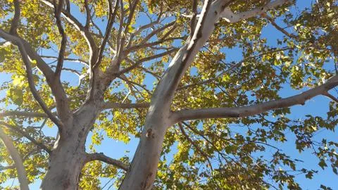 Looking upward through branches and leaves of a tree. Stock Photos