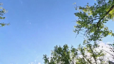 Looking upward through bright blue summer sky with tree framing Stock Footage 314304481