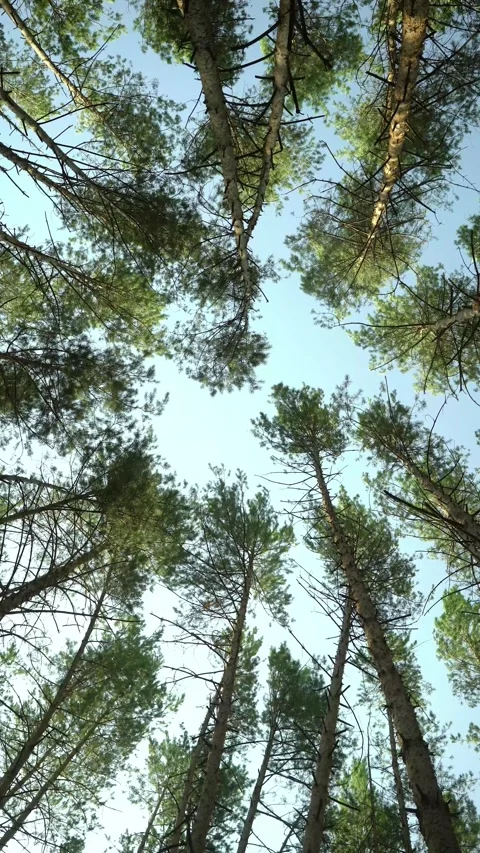 Looking upward through tall pine trees to clear blue sky in dense forest canopy. Stock Footage 341834894