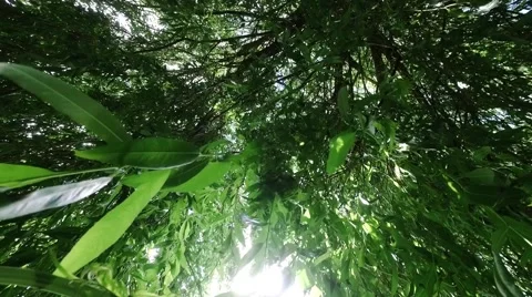 Looking upward through tree leaves in breeze of a weeping willow tree Stock Footage 65486729