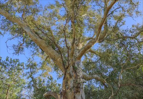 Looking upwards at the branches of a Eucalyptus tree Foto stock