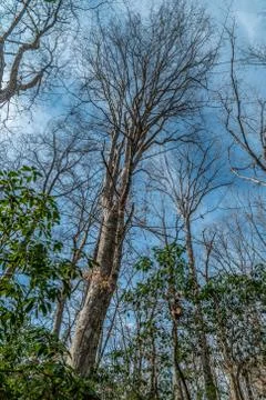 Looking upwards at large trees Stock Photos