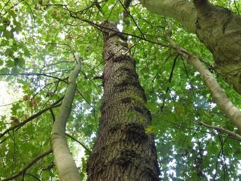 Looking upwards Stock Photos