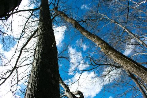 Looking Upwards Through Trees at a Blue Sky Stock Photos