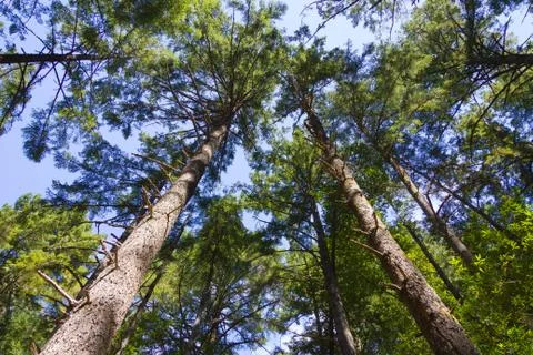 Looking upwards at the tree tops in a forest in Northern California Stock Photos