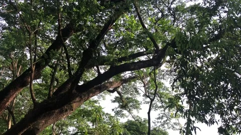 Looking upwards at tree trunk, branches, green leaves Stock Footage 242492497
