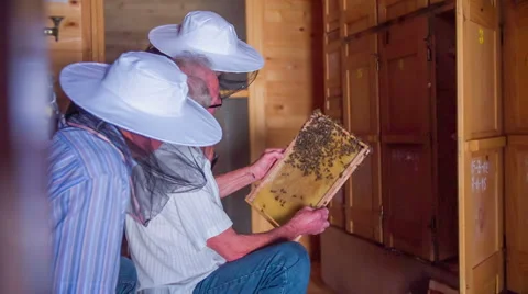 Looking at the vector with many bees on it in the apiary Stock Footage 54417729