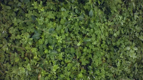 Looking up vertical pane view of tropical plant forest Stock Footage 179505932