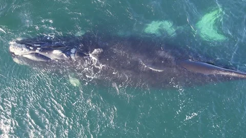 Looking vertically down at a Southern Ri... | Stock Video | Pond5