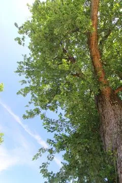 Looking Up a Very Tall Tree Stock Photos