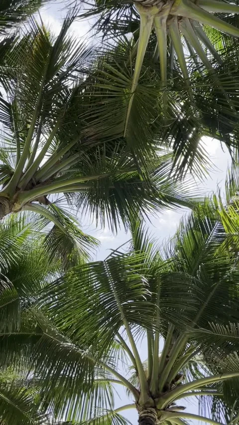 Looking up at vibrant coconut palm fronds swaying gently in the breeze. Sun.. Stock Footage 338020274