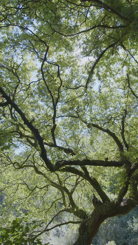 Looking up at vibrant green canopy and blue sky. Stock Footage 345501230