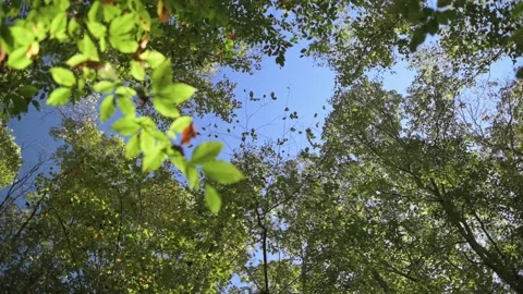 Looking up at vibrant green tree canopy with sunlight streaming through Vídeo Stock 295469848