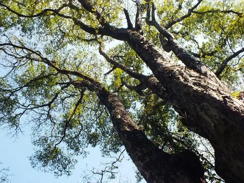 Looking up view of the branch of big tree. Stock Photos
