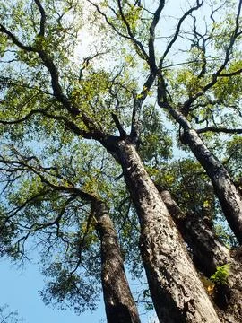 Looking up view of the branch of big tree. Stock Photos