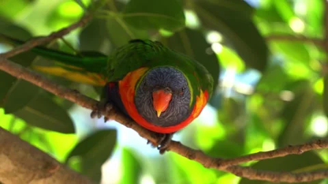 Looking up view capturing a wild friendly rainbow parakeet, perching on Video stock 225681051