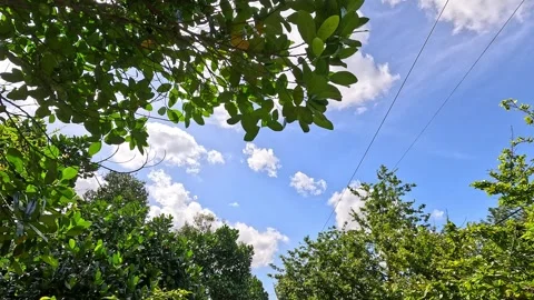 Looking up view of lush green tree canopy with sunlight through leaves. Stock Footage 318429275
