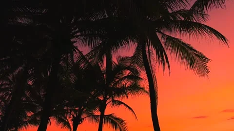 Looking Up view motion under Palm Tree Leaves Silhouette Against a Glowing Red 스톡 동영상 343043647