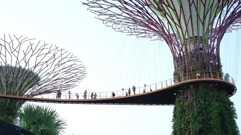 Looking up view of the Supertree Observatory canopy of the Gardens by the Bay 库存影片 270859457