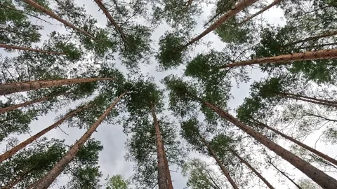 Looking up view of tall pine trees reaching cloudy sky Stock Footage 321241946