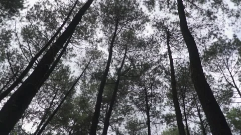 Looking up view of tall trees Stock Footage 236189567