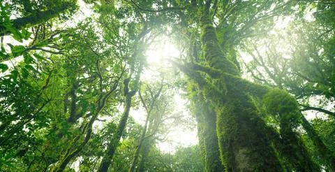 Looking up view of tree trunk to green leaves of tree in forest with sun li.. 库存照片