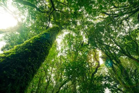 Looking up view of tree trunk to green leaves of tree in forest with sun li.. 库存照片
