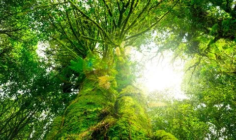 Looking up view of tree trunk to green leaves of tree in forest with sun li.. 库存照片